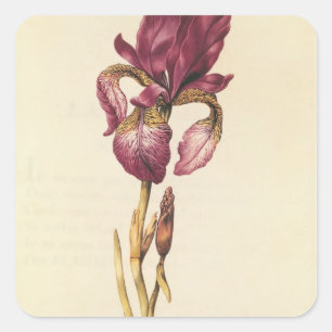 Iris, from 'La Guirlande de Julie', c.1642 Square Sticker