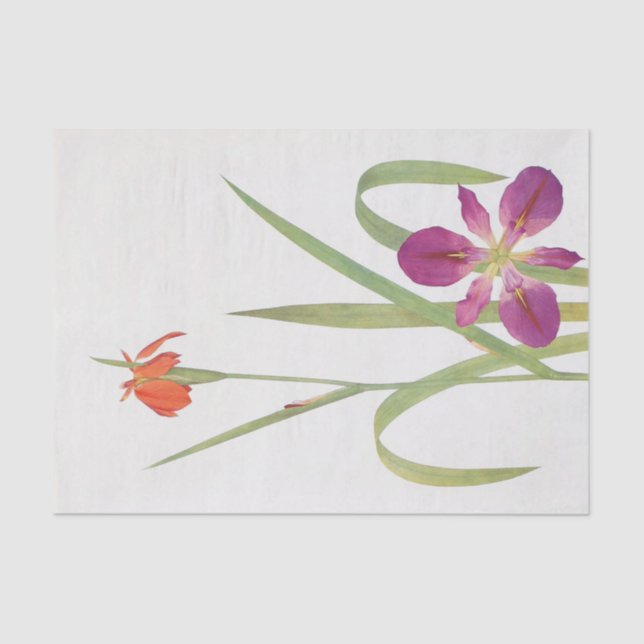 Iris Fulva and Iris Fulvala by William Dykes Tissue Paper (Front)