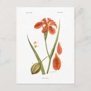 Iris fulva postcard