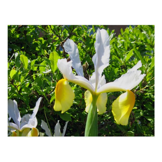 Iris Garden Postcard