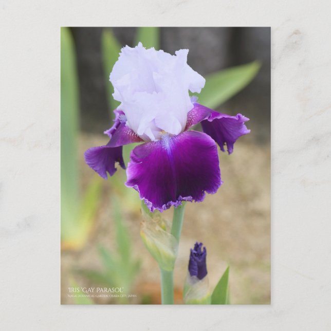 Iris ‘Gay Parasol’  [Postcard] Postcard (Front)