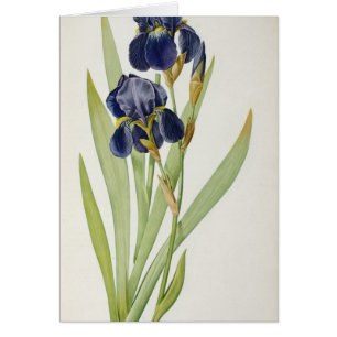 Iris Germanica, from `Les Liliacees', 1805