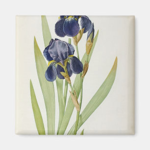 Iris Germanica, from `Les Liliacees', 1805 Magnet