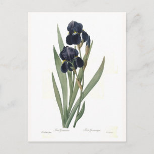 Iris germanica postcard