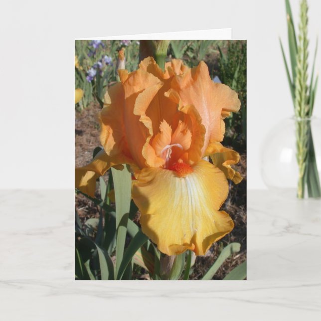 Iris Get Well Card (Front)