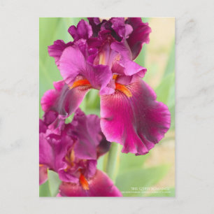 Iris 'Gypsy Romance' : Carte Postale