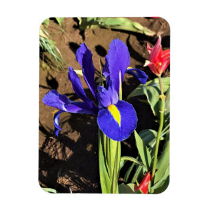 Iris in a Tulip Field, Woodburn, Oregon Magnet