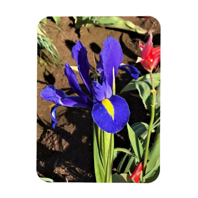 Iris in a Tulip Field, Woodburn, Oregon Magnet (Vertical)