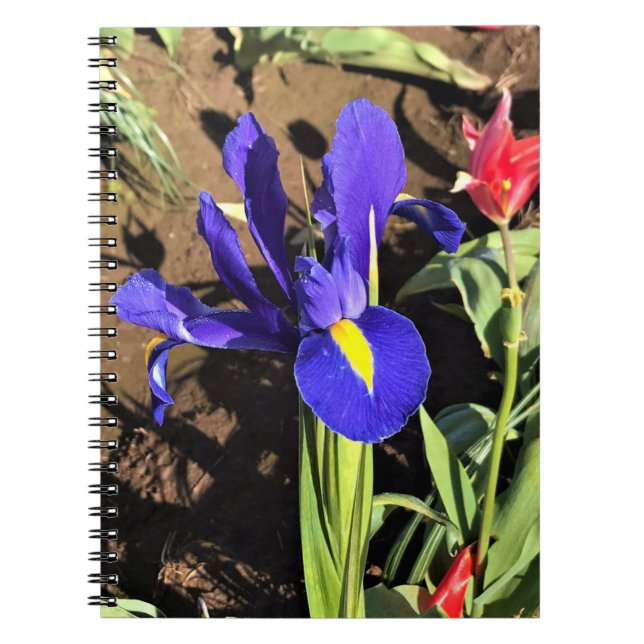 Iris in a Tulip Field, Woodburn, Oregon Notebook (Front)
