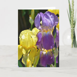 Iris in Spring Card