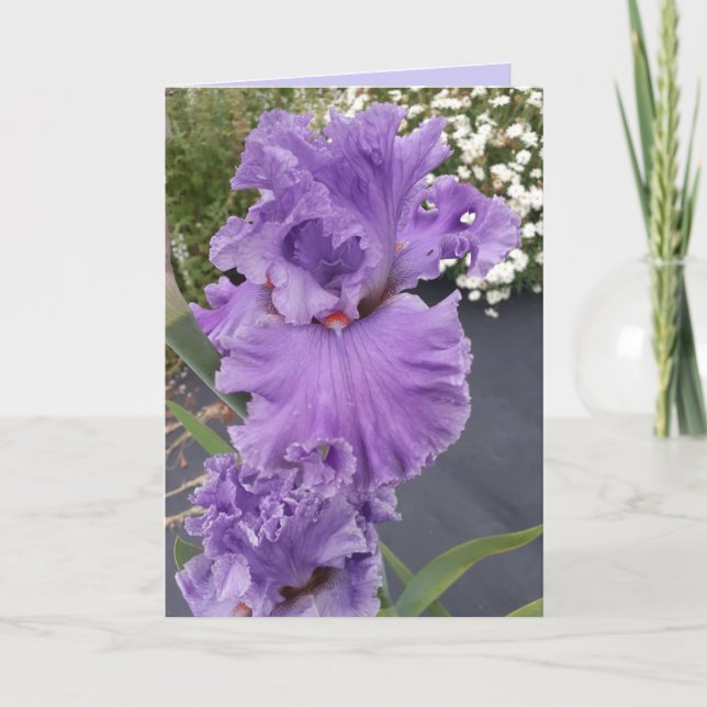 Iris Irises Fleur violet Carte d'anniversaire (Devant)