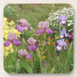 Iris irises floral Flowers Cottage Garden Birthday Coaster<br><div class="desc">Yellow Bearded Iris floral Flowers Birthday Card. Designed from one of original floral photo from my garden.</div>