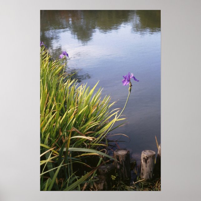 Iris, Japanese gardens Poster (Front)