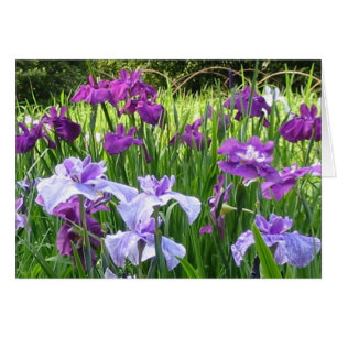 Iris japonais