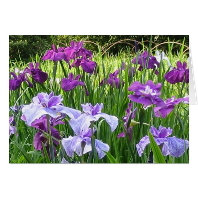 Iris japonais (Devant horizontal)