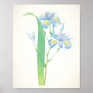 Iris Japonica Art Print