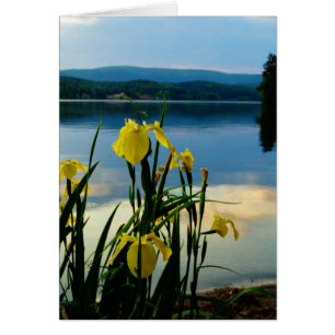 Iris jaune à Lake Shore