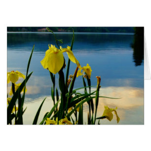 Iris jaune à Lake Shore