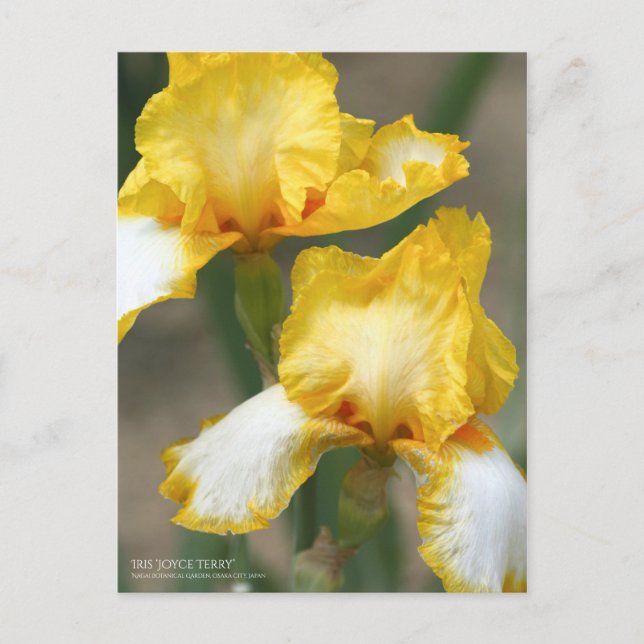 Iris ‘Joyce Terry’   [Postcard] Postcard (Front)
