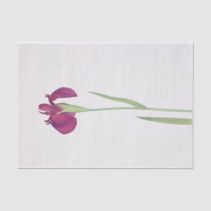 Iris Kaempferi by William Dykes Tissue Paper