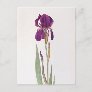 Iris Kochii  by William Dykes Postcard