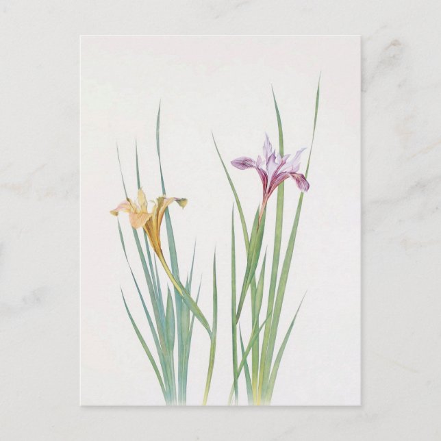 Iris Macrosiphon by William Dykes Postcard (Front)
