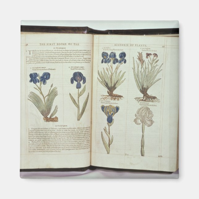 Iris Magnet (Front)
