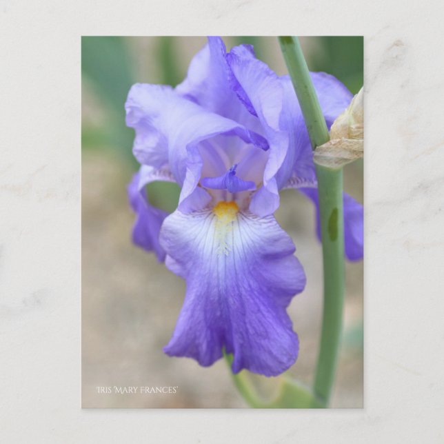 Iris ‘Mary Frances’  [Postcard] ポストカード Postcard (Front)