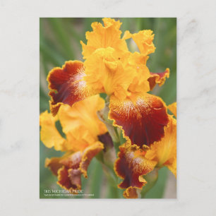 Iris ‘Michigan Pride’：Postcard Postcard