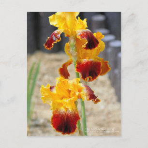 Iris ‘Michigan Pride’：Postcard Postcard
