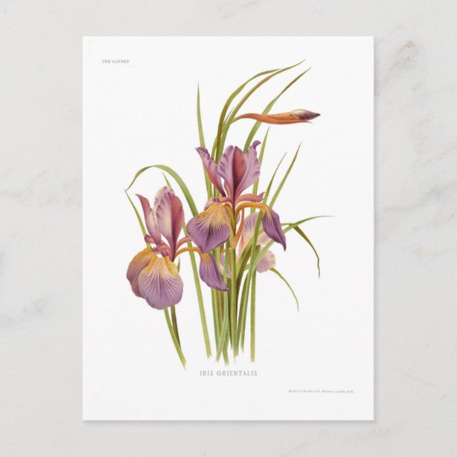 Iris orientalis postcard (Front)