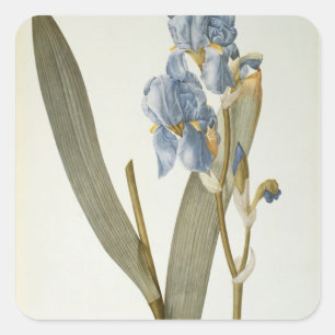 Iris Pallida, from `Les Liliacees', 1812 Square Sticker