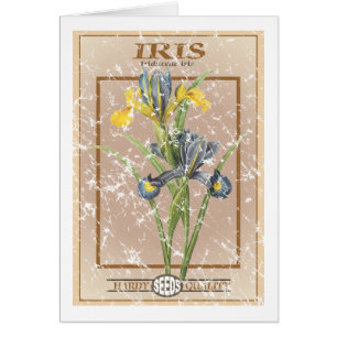 Iris paquet de graines - en détresse