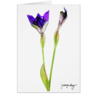 "Iris" par J. Maya Luz