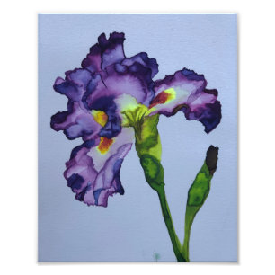 Iris Photo Print
