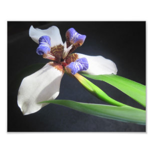 Iris Photo Print