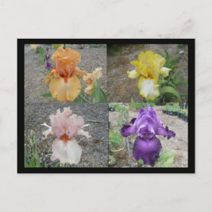 Iris Post Card