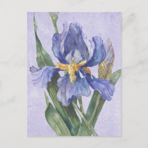 Iris Postcard