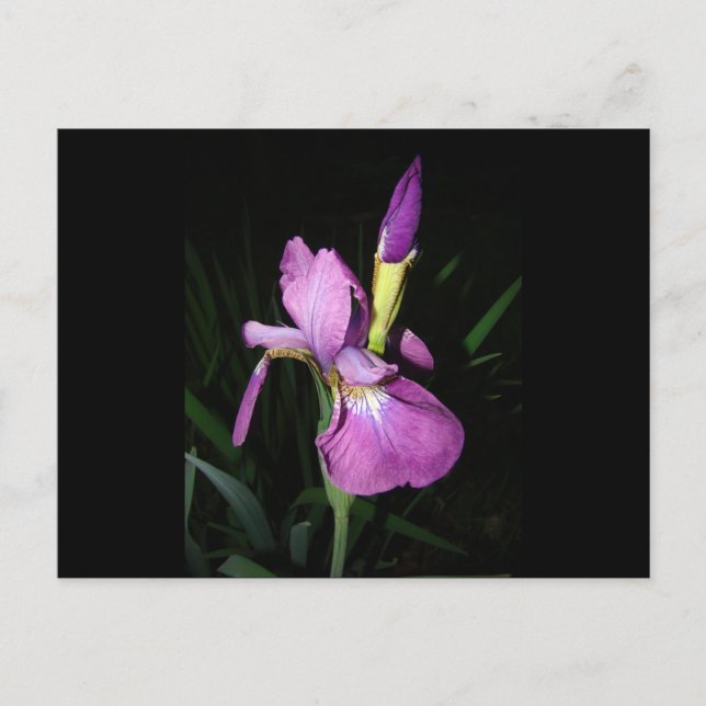  IRIS POSTCARD (Front)