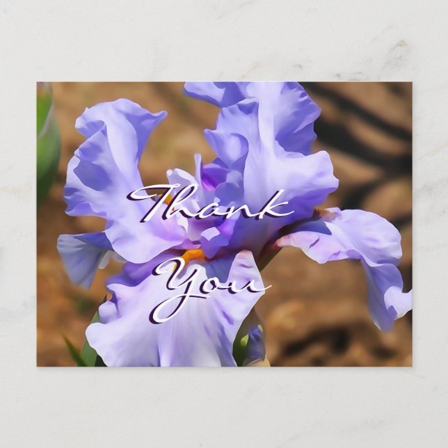 Iris Postcard- customize for any occasion Postcard (Front)
