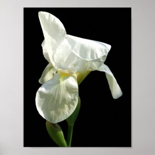 Iris Poster