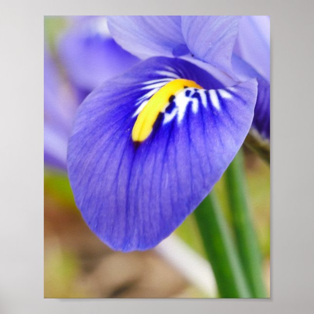 Iris Poster (Front)