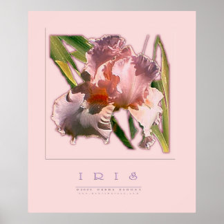 IRIS POSTER