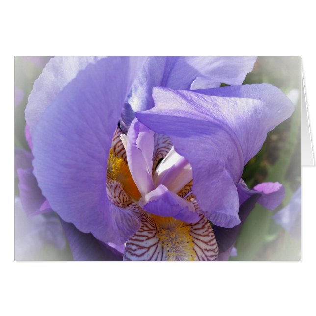 iris pourpre (Devant horizontal)