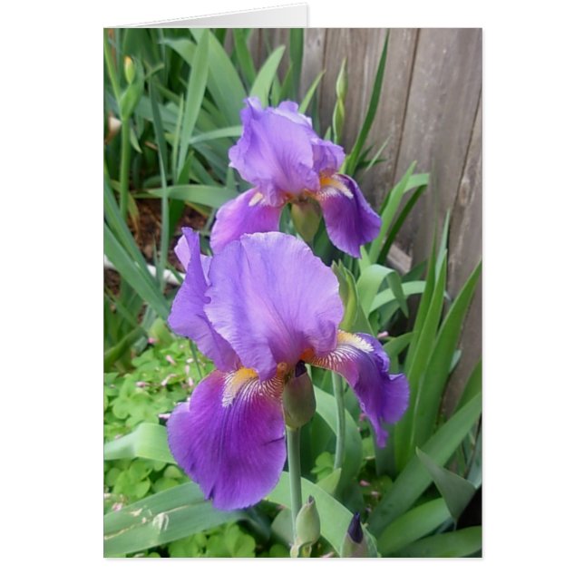 Iris pourpre (Devant)