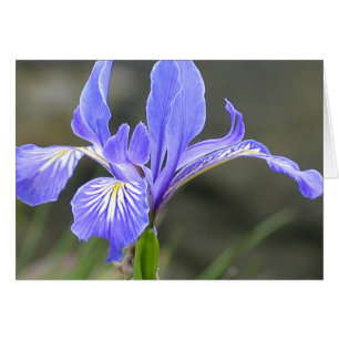 Iris pourpre sauvage