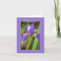 Iris Pourpre - Vous Manque  Carte