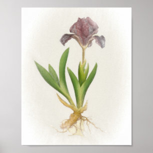 Iris Pumila Floral Print