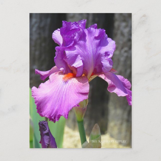 Iris ‘Raspberry Ripples’  [Postcard] ポストカード Postcard (Front)