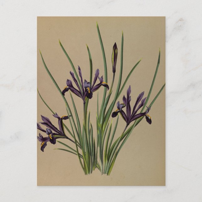 Iris Reticulata by Arentina Hendrica Arendsen Postcard (Front)